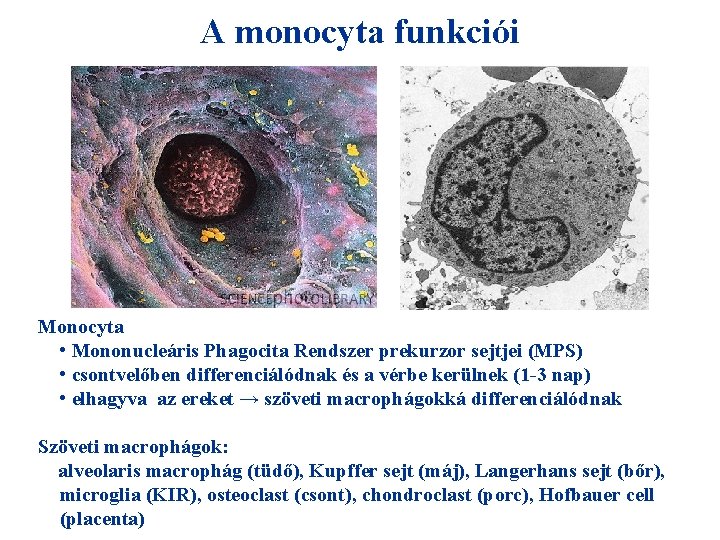 A monocyta funkciói Monocyta • Mononucleáris Phagocita Rendszer prekurzor sejtjei (MPS) • csontvelőben differenciálódnak