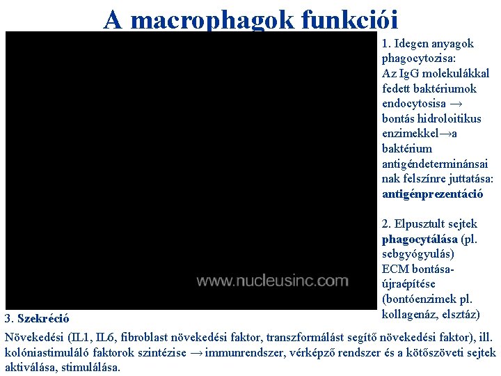 A macrophagok funkciói 1. Idegen anyagok phagocytozisa: Az Ig. G molekulákkal fedett baktériumok endocytosisa