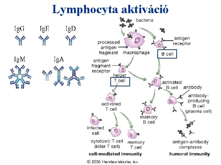Lymphocyta aktiváció 