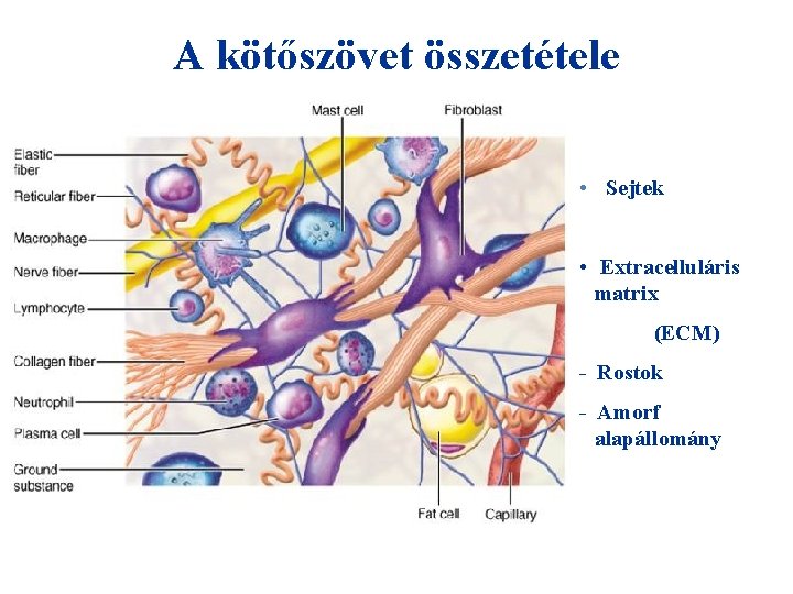 A kötőszövet összetétele • Sejtek • Extracelluláris matrix (ECM) - Rostok - Amorf alapállomány