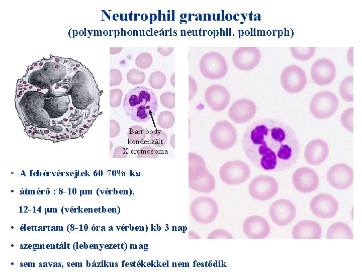 Neutrophil granulocyta (polymorphonucleáris neutrophil, polimorph) Barr body kondenzált X cromosoma • A fehérvérsejtek 60