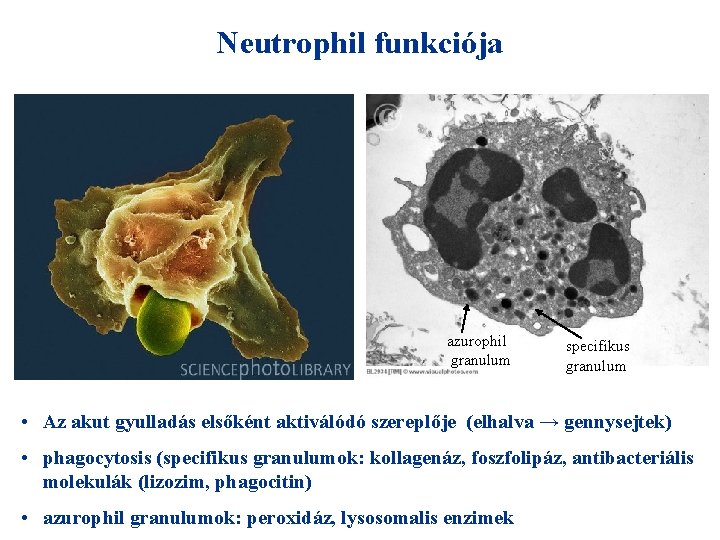 Neutrophil funkciója azurophil granulum specifikus granulum • Az akut gyulladás elsőként aktiválódó szereplője (elhalva