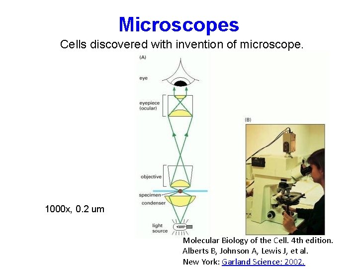 Microscopes Cells discovered with invention of microscope. Or with CCD 1000 x, 0. 2