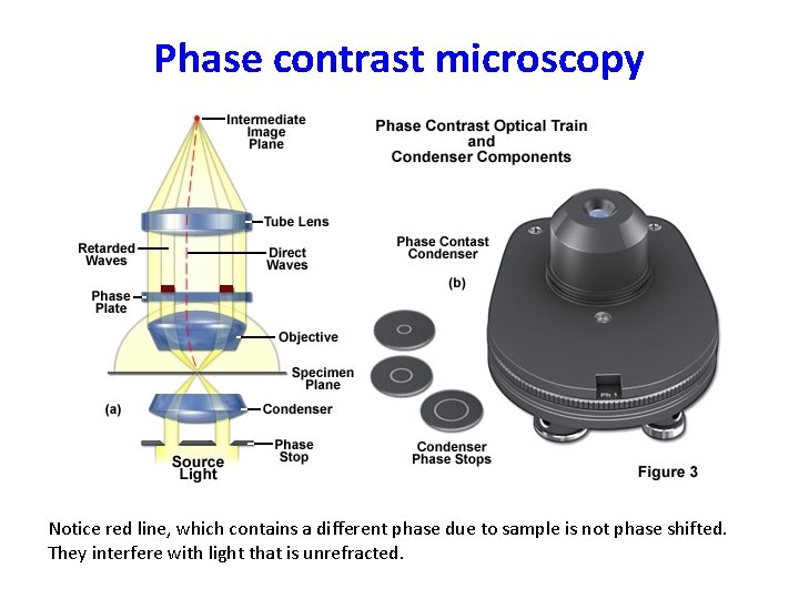 Phase contrast microscopy Notice red line, which contains a different phase due to sample