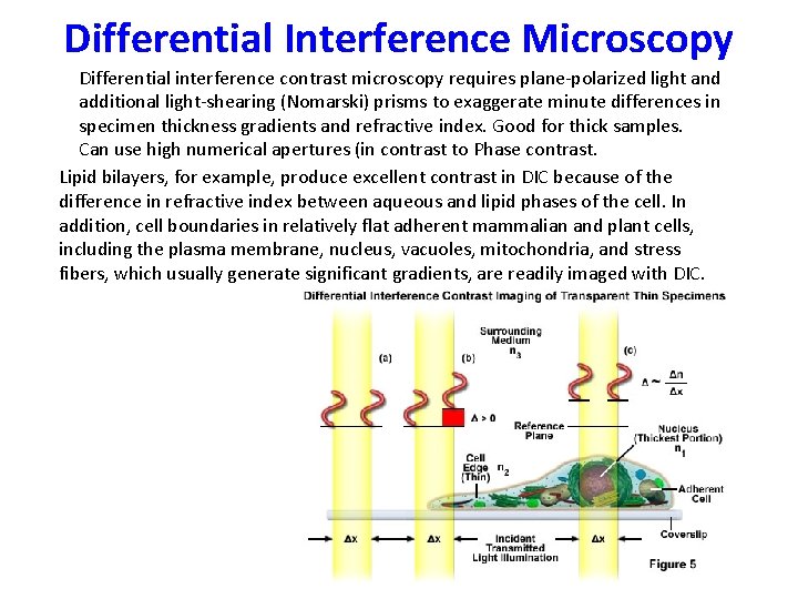 Differential Interference Microscopy Differential interference contrast microscopy requires plane-polarized light and additional light-shearing (Nomarski)