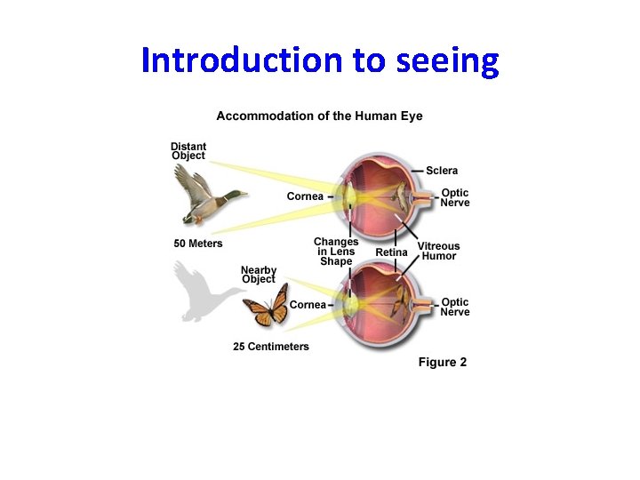 Introduction to seeing 
