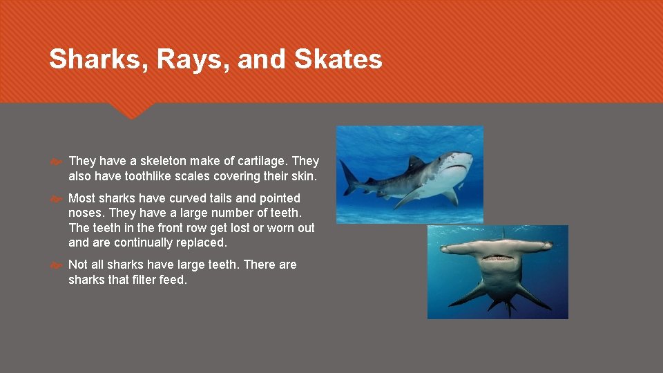 Sharks, Rays, and Skates They have a skeleton make of cartilage. They also have