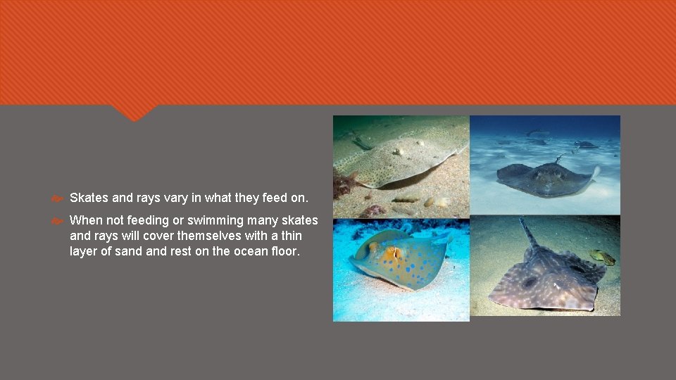  Skates and rays vary in what they feed on. When not feeding or