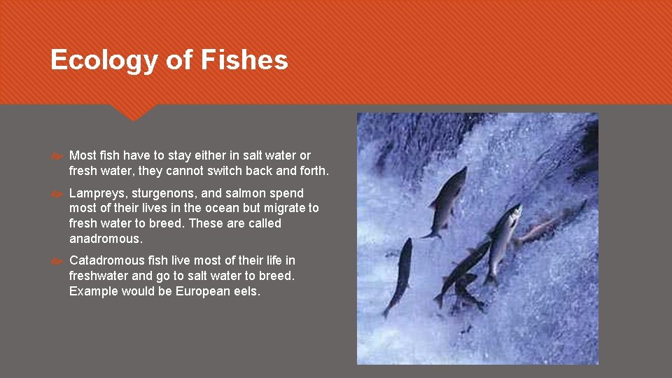 Ecology of Fishes Most fish have to stay either in salt water or fresh