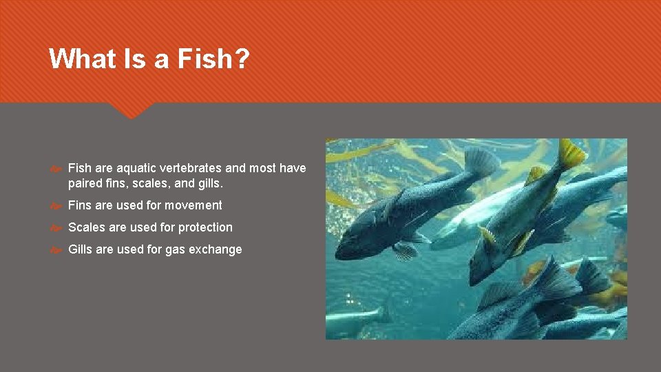 What Is a Fish? Fish are aquatic vertebrates and most have paired fins, scales,