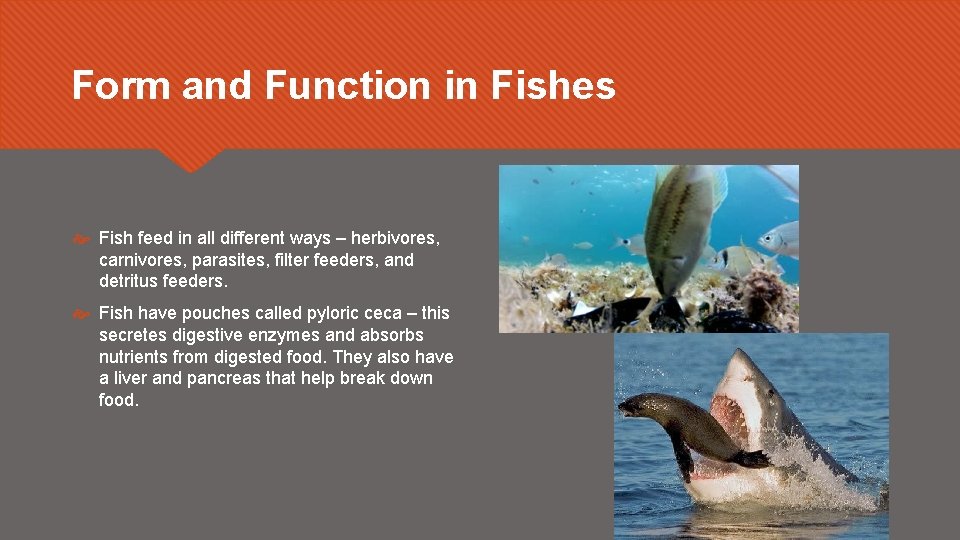 Form and Function in Fishes Fish feed in all different ways – herbivores, carnivores,