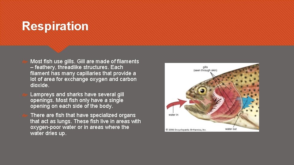 Respiration Most fish use gills. Gill are made of filaments – feathery, threadlike structures.