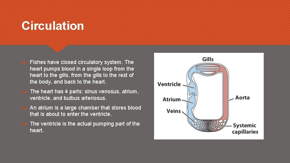 Circulation Fishes have closed circulatory system. The heart pumps blood in a single loop