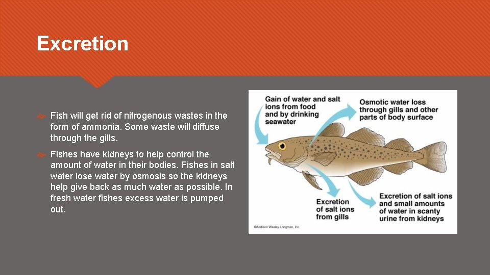Excretion Fish will get rid of nitrogenous wastes in the form of ammonia. Some