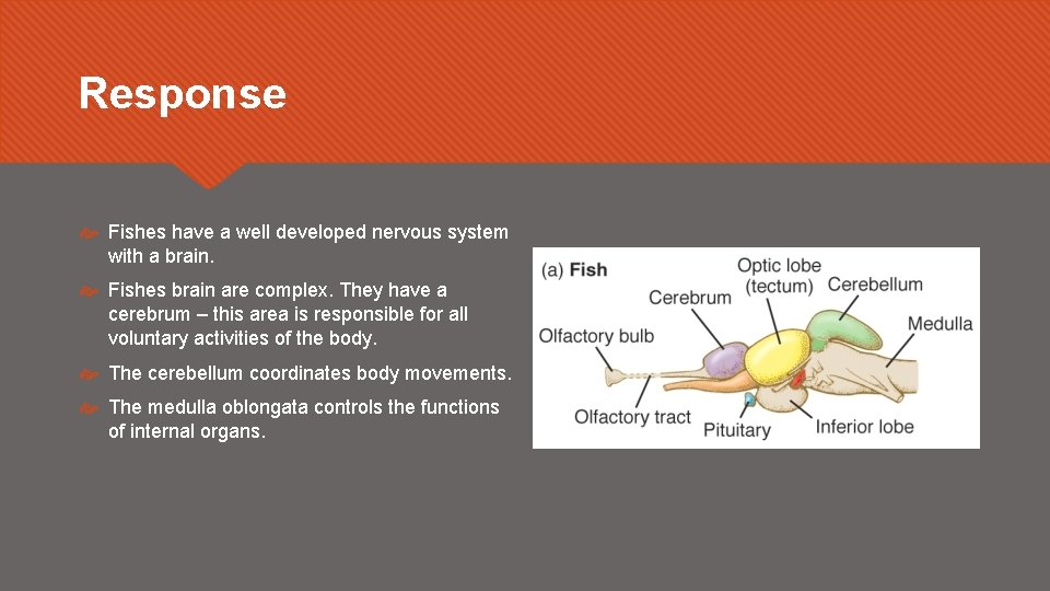 Response Fishes have a well developed nervous system with a brain. Fishes brain are