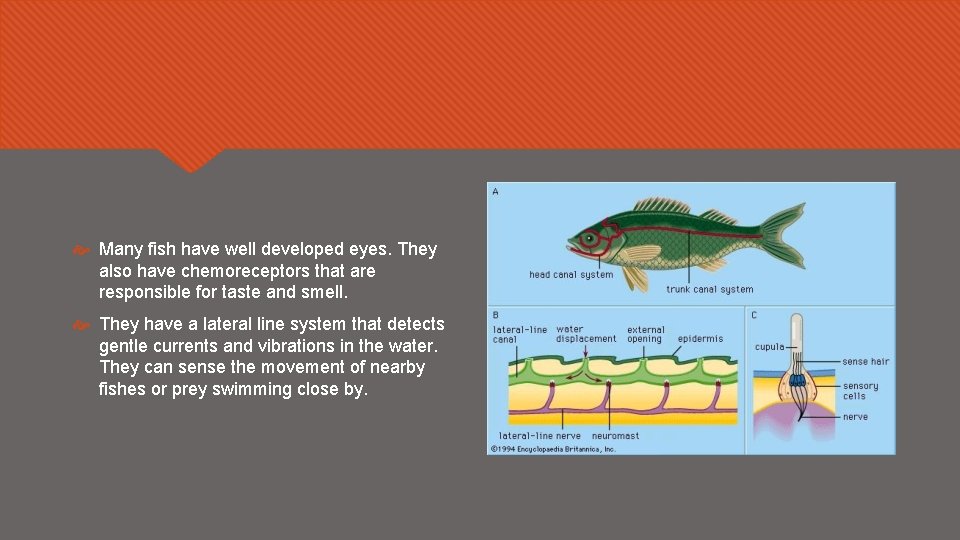  Many fish have well developed eyes. They also have chemoreceptors that are responsible