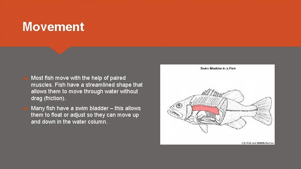 Movement Most fish move with the help of paired muscles. Fish have a streamlined