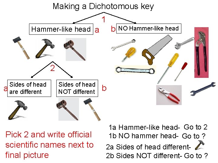 Making a Dichotomous key 1 Hammer-like head a b NO Hammer-like head 2 Sides