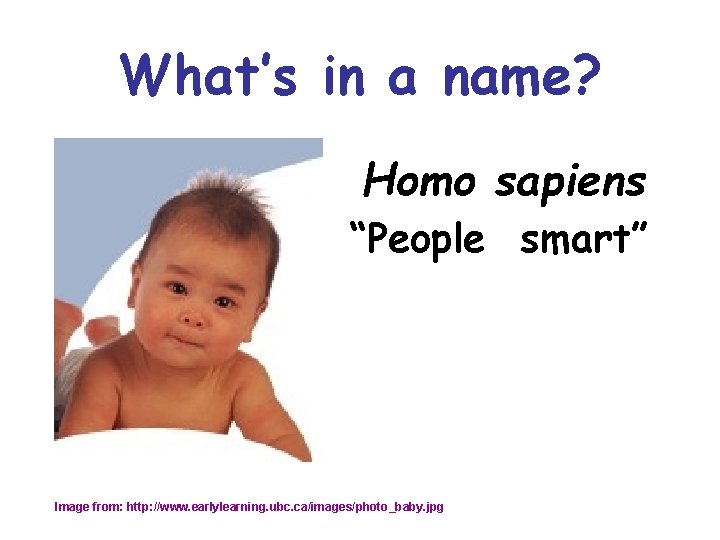 What’s in a name? Homo sapiens “People smart” Image from: http: //www. earlylearning. ubc.