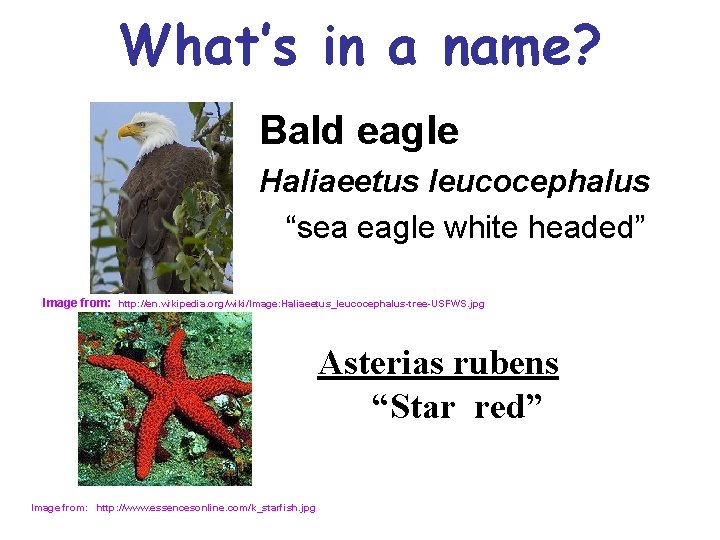 What’s in a name? Bald eagle Haliaeetus leucocephalus “sea eagle white headed” Image from: