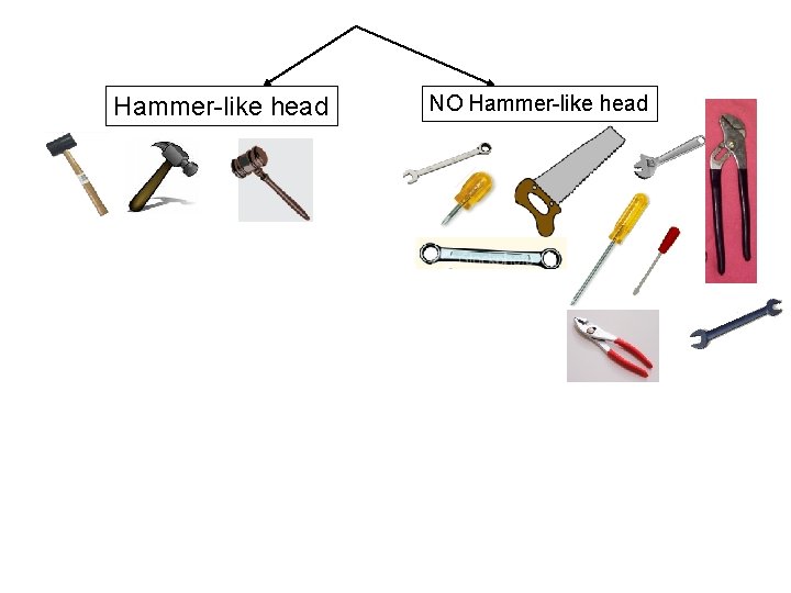 Hammer-like head NO Hammer-like head 