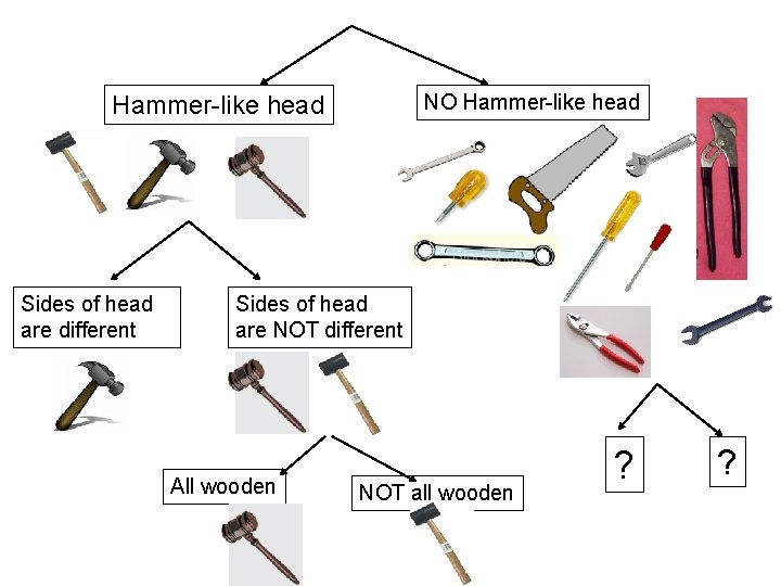 NO Hammer-like head Sides of head are different Sides of head are NOT different