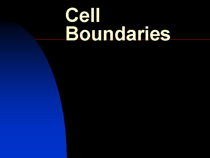 Cell Boundaries Cell Membrane n n n All