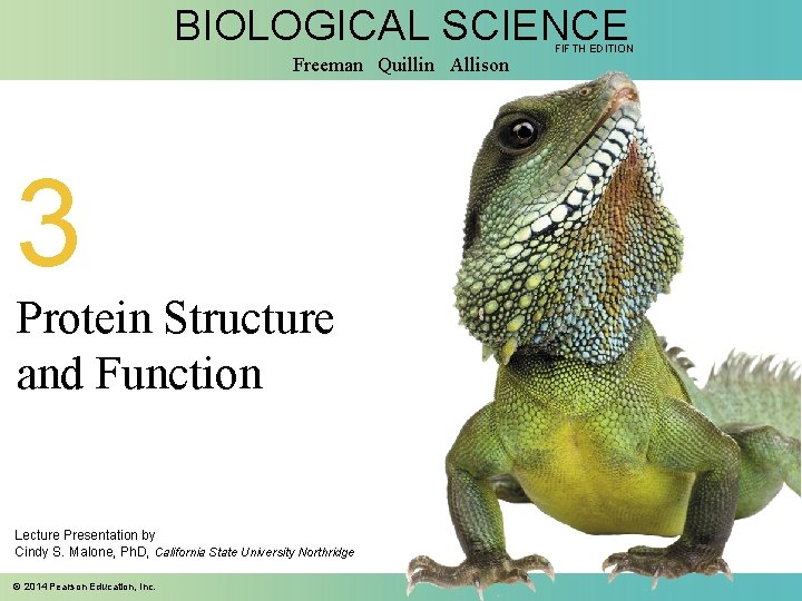 BIOLOGICAL SCIENCE Freeman Quillin Allison 3 Protein Structure and Function Lecture Presentation by Cindy