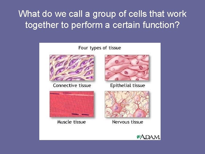 What do we call a group of cells that work together to perform a