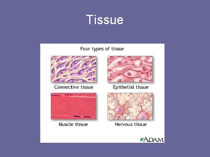 Tissue 
