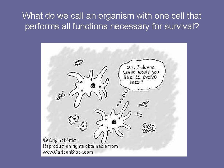 What do we call an organism with one cell that performs all functions necessary