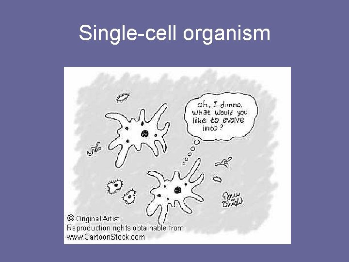Single-cell organism 
