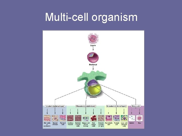 Multi-cell organism 