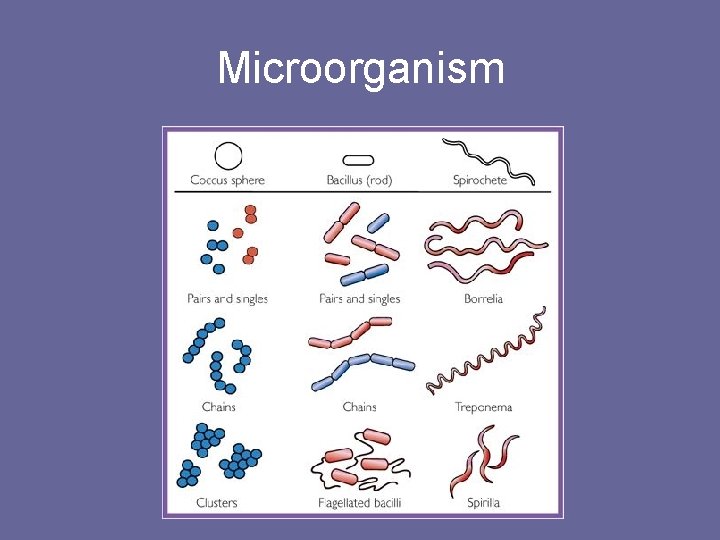 Microorganism 