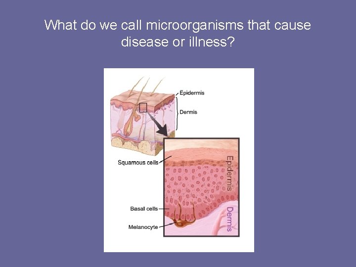 What do we call microorganisms that cause disease or illness? 