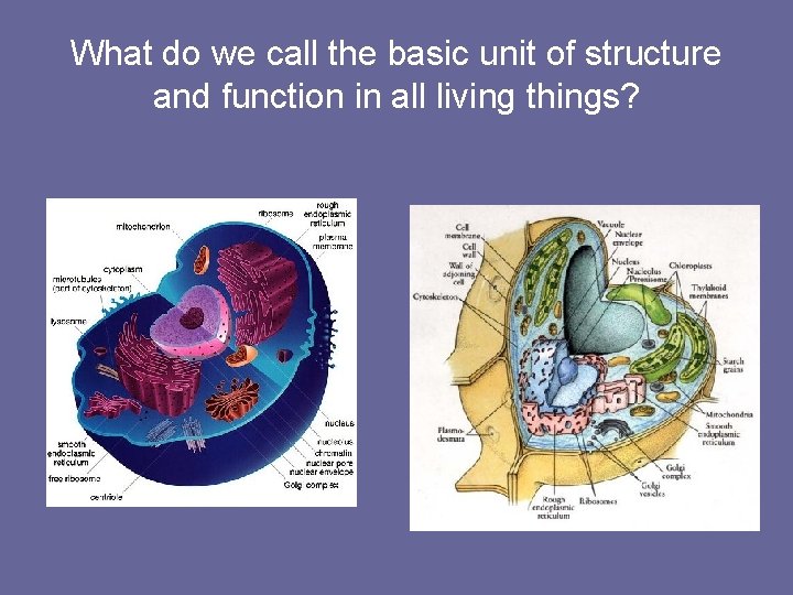 What do we call the basic unit of structure and function in all living
