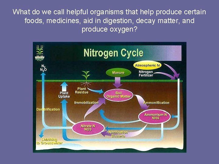 What do we call helpful organisms that help produce certain foods, medicines, aid in