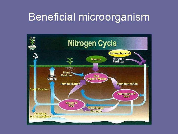 Beneficial microorganism 