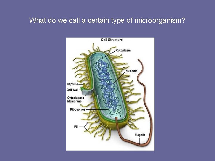 What do we call a certain type of microorganism? 