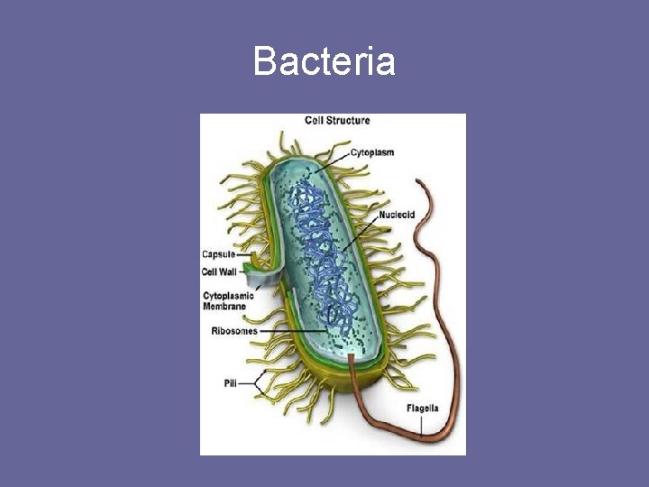 Bacteria 
