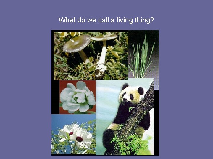 What do we call a living thing? 