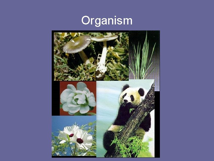 Organism 