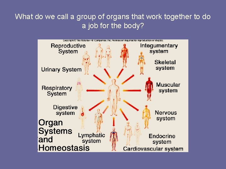 What do we call a group of organs that work together to do a
