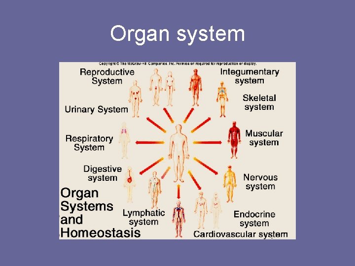 Organ system 