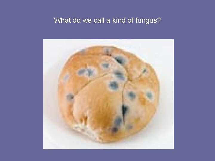 What do we call a kind of fungus? 