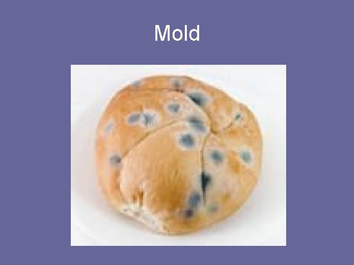 Mold 