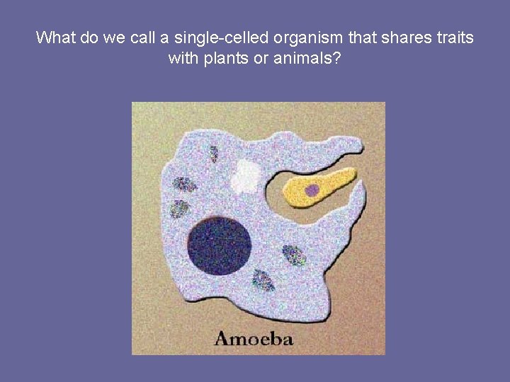 What do we call a single-celled organism that shares traits with plants or animals?