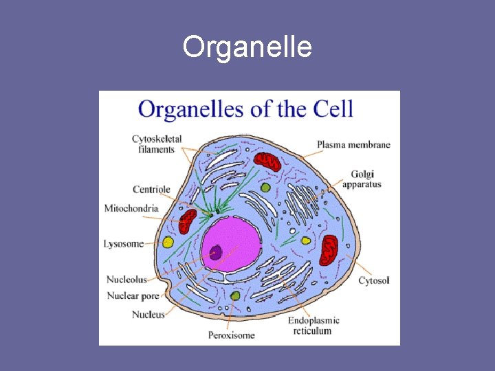 Organelle 