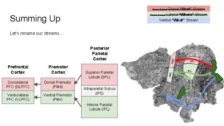 Dorso-Dorsal“How”Stream Ventro-Dorsal Lateral“Where”Stream Summing Up Ventral “What” Stream Prefrontal Cortex Premotor Cortex Dorsolateral PFC