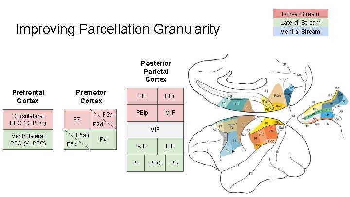 Dorsal Stream Lateral Stream Improving Parcellation Granularity Prefrontal Cortex Premotor Cortex Dorsolateral PFC (DLPFC)